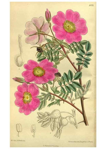 Reproducción/Reproduction 35885119192: Curtis's botanical magazine.. London ; New York [etc.] :Academic Press [etc.]