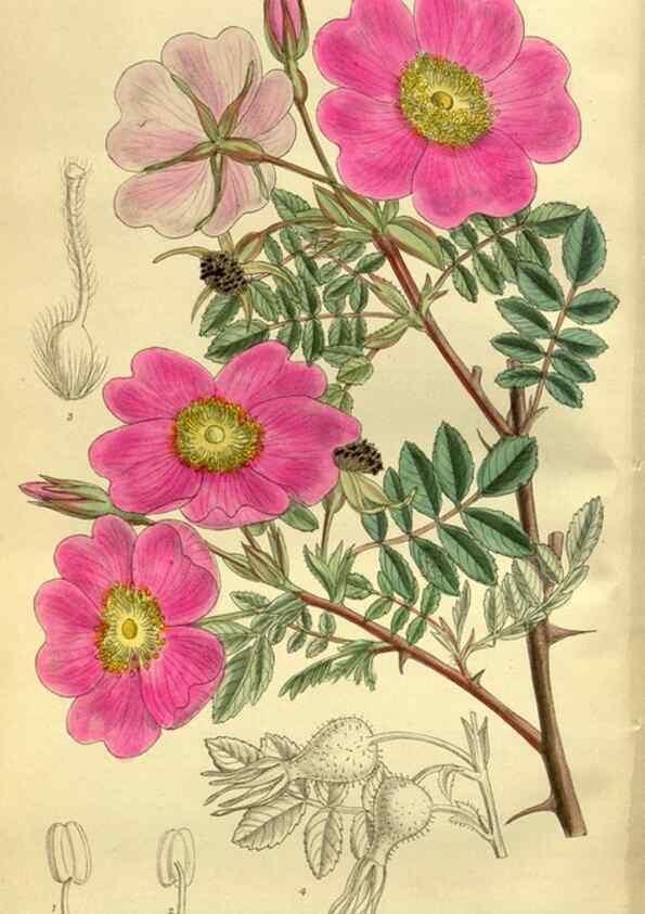 Reproducción/Reproduction 35885119192: Curtis's botanical magazine.. London ; New York [etc.] :Academic Press [etc.]