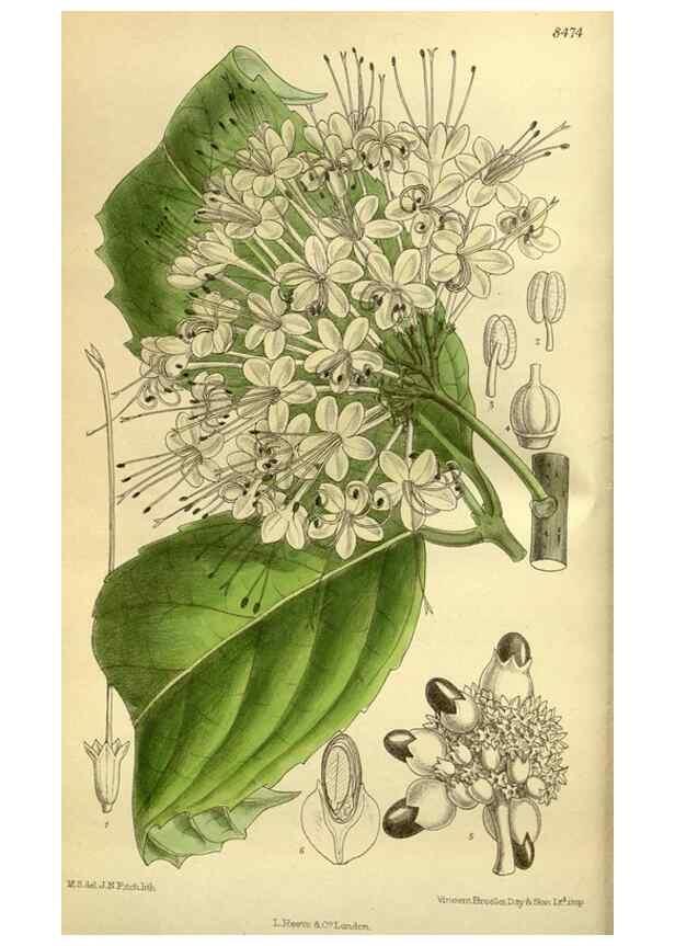 Reproducción/Reproduction 35885121052: Curtis's botanical magazine.. London ; New York [etc.] :Academic Press [etc.]