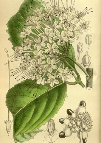 Reproducción/Reproduction 35885121052: Curtis's botanical magazine.. London ; New York [etc.] :Academic Press [etc.]