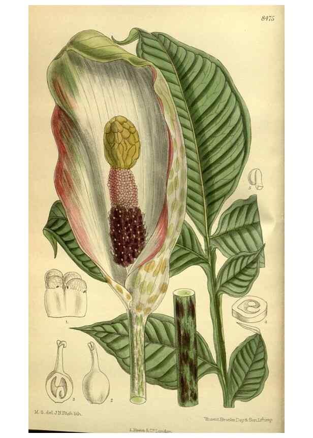 Reproducción/Reproduction 35885123192: Curtis's botanical magazine.. London ; New York [etc.] :Academic Press [etc.]