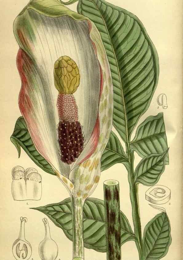 Reproducción/Reproduction 35885123192: Curtis's botanical magazine.. London ; New York [etc.] :Academic Press [etc.]