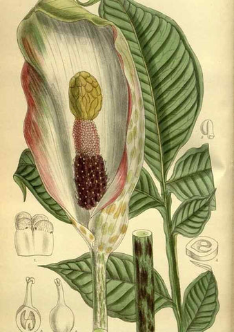 Reproducción/Reproduction 35885123192: Curtis's botanical magazine.. London ; New York [etc.] :Academic Press [etc.]