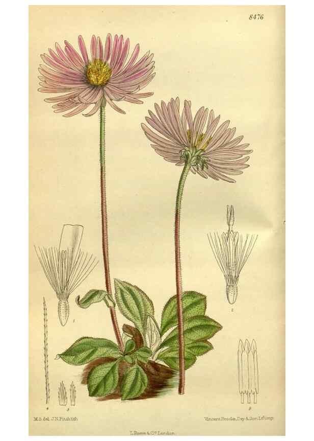 Reproducción/Reproduction 35922783281: Curtis's botanical magazine.. London ; New York [etc.] :Academic Press [etc.]