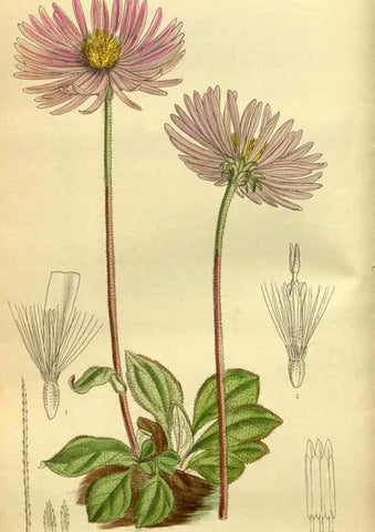 Reproducción/Reproduction 35922783281: Curtis's botanical magazine.. London ; New York [etc.] :Academic Press [etc.]
