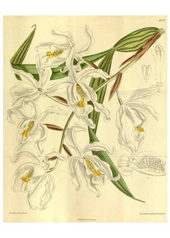 Reproducción/Reproduction 35885126892: Curtis's botanical magazine.. London ; New York [etc.] :Academic Press [etc.]