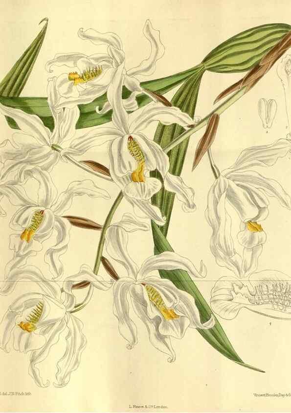 Reproducción/Reproduction 35885126892: Curtis's botanical magazine.. London ; New York [etc.] :Academic Press [etc.]
