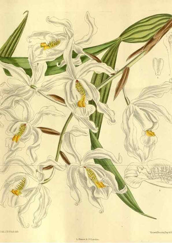 Reproducción/Reproduction 35885126892: Curtis's botanical magazine.. London ; New York [etc.] :Academic Press [etc.]