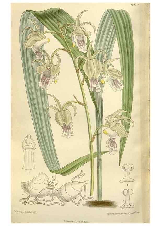 Reproducción/Reproduction 35922733321: Curtis's botanical magazine.. London ; New York [etc.] :Academic Press [etc.]
