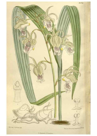 Reproducción/Reproduction 35922733321: Curtis's botanical magazine.. London ; New York [etc.] :Academic Press [etc.]