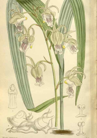 Reproducción/Reproduction 35922733321: Curtis's botanical magazine.. London ; New York [etc.] :Academic Press [etc.]