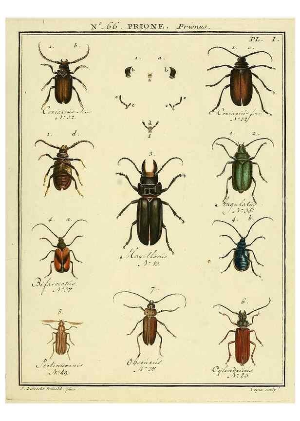 Reproducción/Reproduction 35024882564: Entomologie, ou, Histoire naturelle des insectes :. A Paris :De l'Imprimerie de Baudoin,1789-1808.