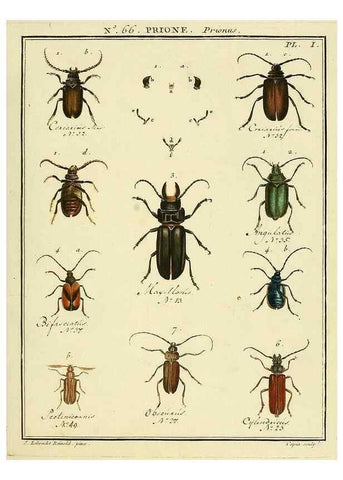 Reproducción/Reproduction 35024882564: Entomologie, ou, Histoire naturelle des insectes :. A Paris :De l'Imprimerie de Baudoin,1789-1808.