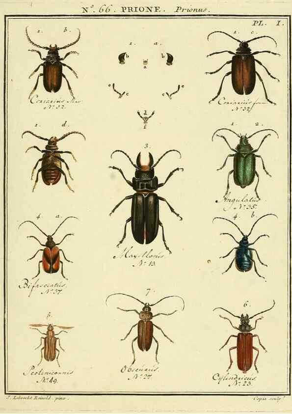 Reproducción/Reproduction 35024882564: Entomologie, ou, Histoire naturelle des insectes :. A Paris :De l'Imprimerie de Baudoin,1789-1808.