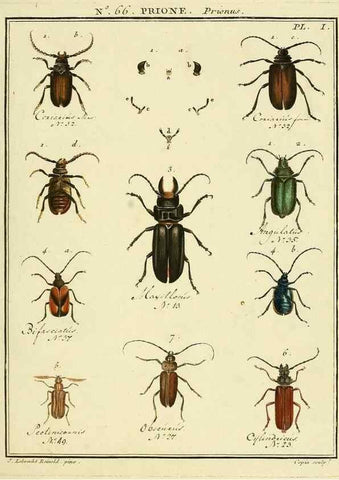 Reproducción/Reproduction 35024882564: Entomologie, ou, Histoire naturelle des insectes :. A Paris :De l'Imprimerie de Baudoin,1789-1808.