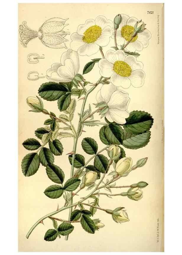 Reproducción/Reproduction 34628742953: Curtis's botanical magazine.. London ; New York [etc.] :Academic Press [etc.]