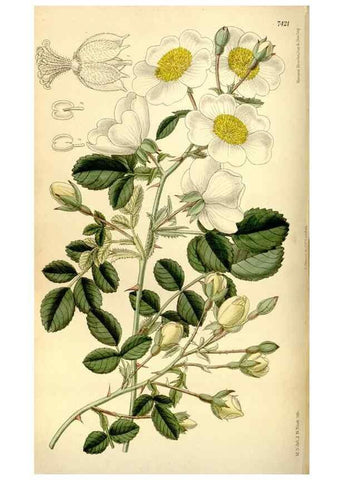 Reproducción/Reproduction 34628742953: Curtis's botanical magazine.. London ; New York [etc.] :Academic Press [etc.]