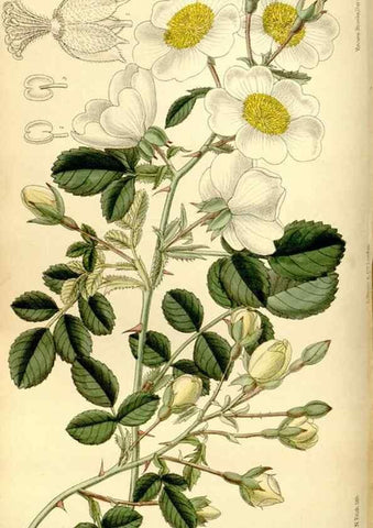Reproducción/Reproduction 34628742953: Curtis's botanical magazine.. London ; New York [etc.] :Academic Press [etc.]