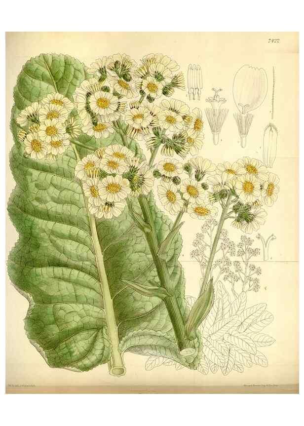 Reproducción/Reproduction 34628745383: Curtis's botanical magazine.. London ; New York [etc.] :Academic Press [etc.]