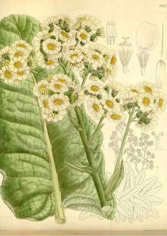 Reproducción/Reproduction 34628745383: Curtis's botanical magazine.. London ; New York [etc.] :Academic Press [etc.]
