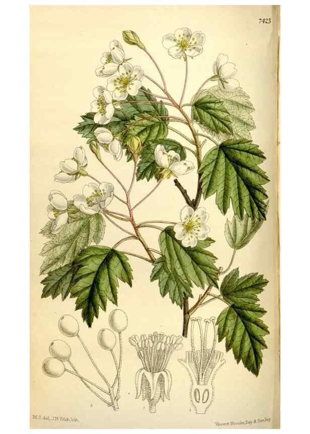 Reproducción/Reproduction 34628746823: Curtis's botanical magazine.. London ; New York [etc.] :Academic Press [etc.]