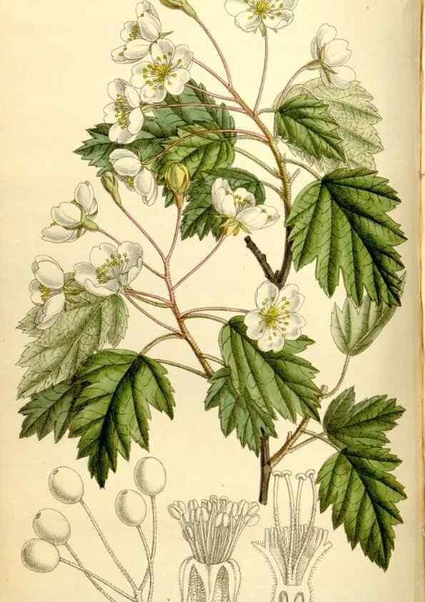 Reproducción/Reproduction 34628746823: Curtis's botanical magazine.. London ; New York [etc.] :Academic Press [etc.]