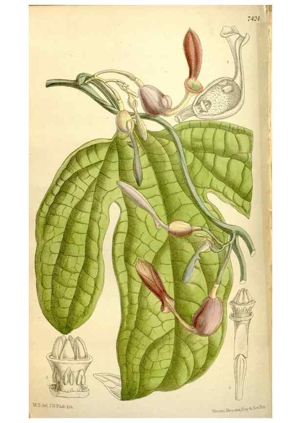 Reproducción/Reproduction 35308864011: Curtis's botanical magazine.. London ; New York [etc.] :Academic Press [etc.]