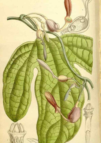 Reproducción/Reproduction 35308864011: Curtis's botanical magazine.. London ; New York [etc.] :Academic Press [etc.]