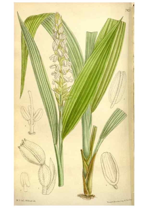 Reproducción/Reproduction 35308865761: Curtis's botanical magazine.. London ; New York [etc.] :Academic Press [etc.]