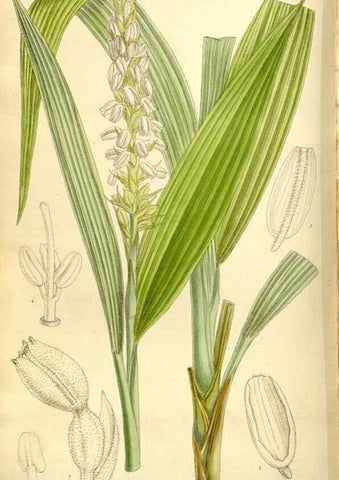 Reproducción/Reproduction 35308865761: Curtis's botanical magazine.. London ; New York [etc.] :Academic Press [etc.]