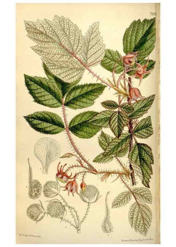 Reproducción/Reproduction 35308867281: Curtis's botanical magazine.. London ; New York [etc.] :Academic Press [etc.]