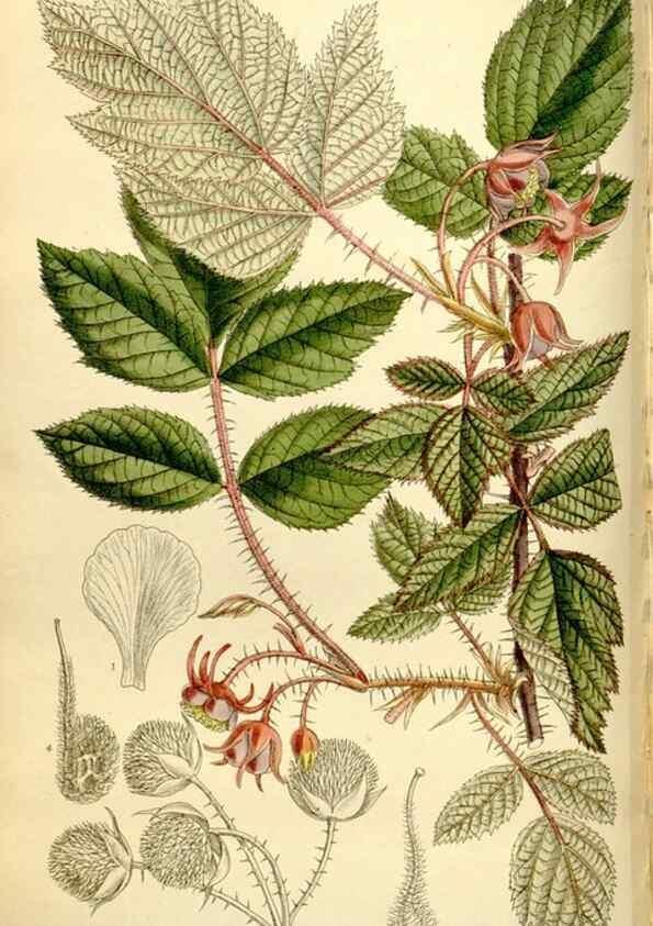Reproducción/Reproduction 35308867281: Curtis's botanical magazine.. London ; New York [etc.] :Academic Press [etc.]