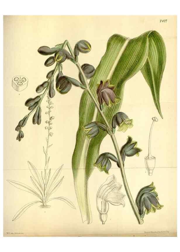 Reproducción/Reproduction 35308868951: Curtis's botanical magazine.. London ; New York [etc.] :Academic Press [etc.]