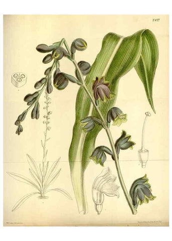 Reproducción/Reproduction 35308868951: Curtis's botanical magazine.. London ; New York [etc.] :Academic Press [etc.]