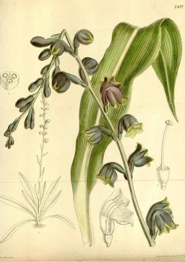 Reproducción/Reproduction 35308868951: Curtis's botanical magazine.. London ; New York [etc.] :Academic Press [etc.]
