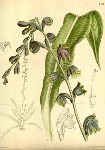 Reproducción/Reproduction 35308868951: Curtis's botanical magazine.. London ; New York [etc.] :Academic Press [etc.]