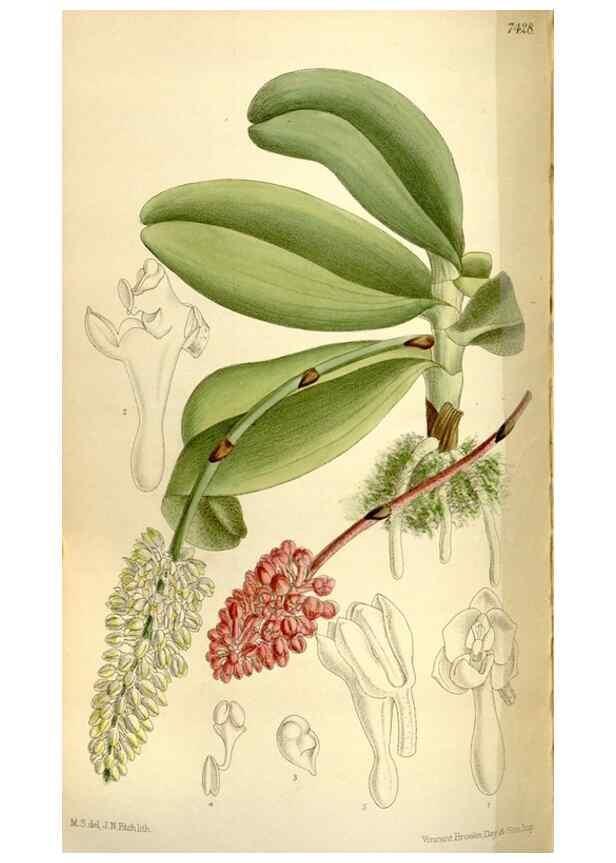 Reproducción/Reproduction 35308870371: Curtis's botanical magazine.. London ; New York [etc.] :Academic Press [etc.]