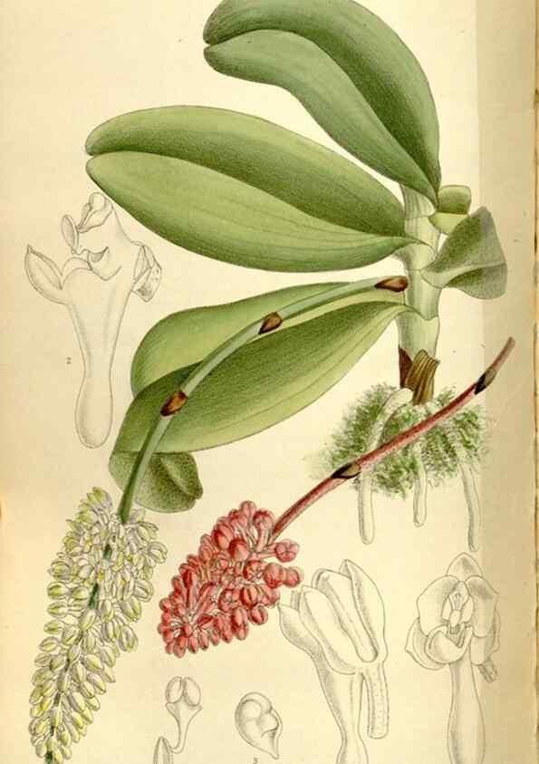 Reproducción/Reproduction 35308870371: Curtis's botanical magazine.. London ; New York [etc.] :Academic Press [etc.]