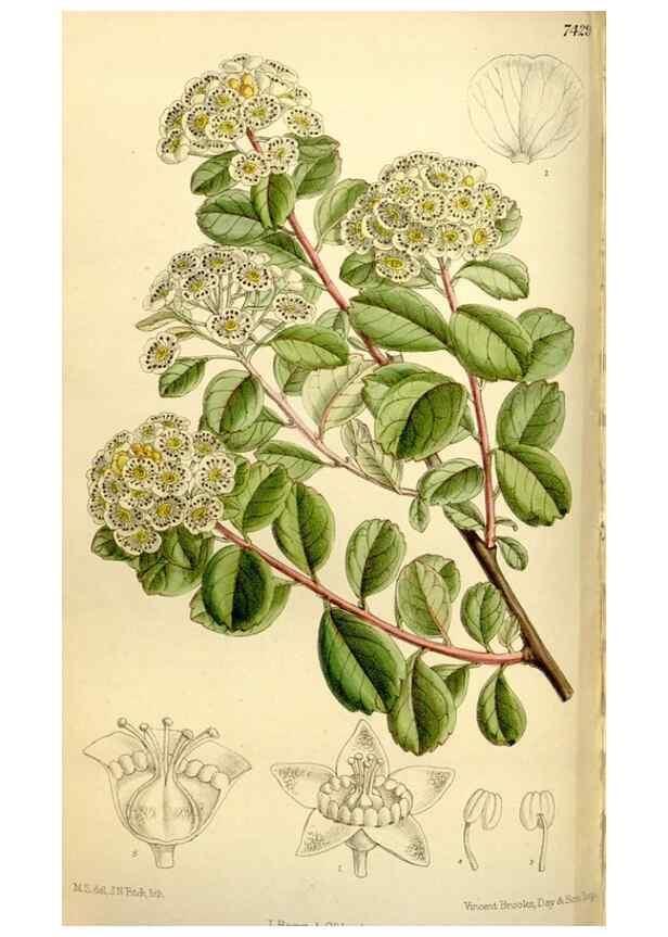 Reproducción/Reproduction 35308871921: Curtis's botanical magazine.. London ; New York [etc.] :Academic Press [etc.]