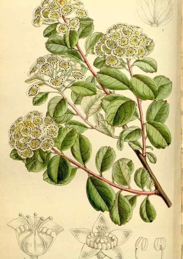 Reproducción/Reproduction 35308871921: Curtis's botanical magazine.. London ; New York [etc.] :Academic Press [etc.]