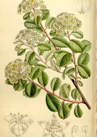 Reproducción/Reproduction 35308871921: Curtis's botanical magazine.. London ; New York [etc.] :Academic Press [etc.]
