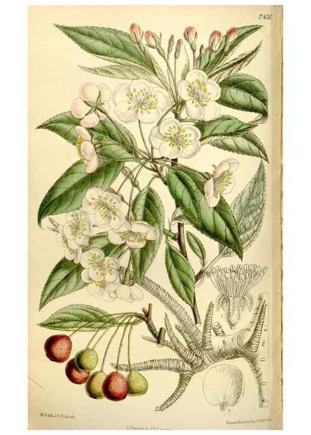 Reproducción/Reproduction 35398879936: Curtis's botanical magazine.. London ; New York [etc.] :Academic Press [etc.]