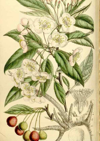 Reproducción/Reproduction 35398879936: Curtis's botanical magazine.. London ; New York [etc.] :Academic Press [etc.]