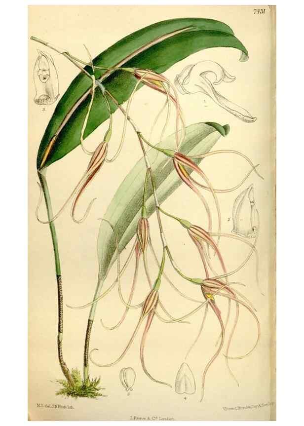 Reproducción/Reproduction 34628759663: Curtis's botanical magazine.. London ; New York [etc.] :Academic Press [etc.]