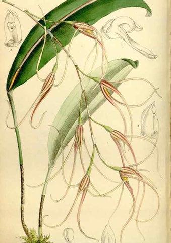 Reproducción/Reproduction 34628759663: Curtis's botanical magazine.. London ; New York [etc.] :Academic Press [etc.]