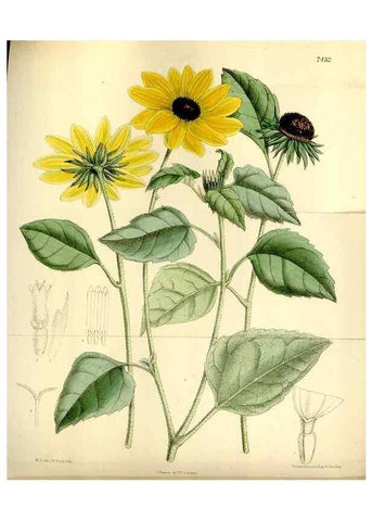 Reproducción/Reproduction 34628761463: Curtis's botanical magazine.. London ; New York [etc.] :Academic Press [etc.]