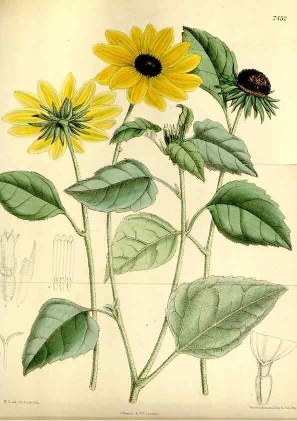Reproducción/Reproduction 34628761463: Curtis's botanical magazine.. London ; New York [etc.] :Academic Press [etc.]