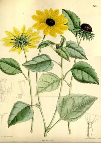 Reproducción/Reproduction 34628761463: Curtis's botanical magazine.. London ; New York [etc.] :Academic Press [etc.]