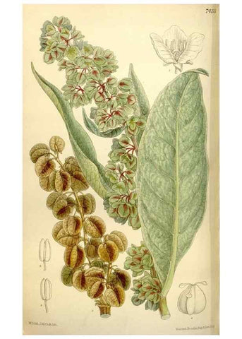 Reproducción/Reproduction 34628763693: Curtis's botanical magazine.. London ; New York [etc.] :Academic Press [etc.]