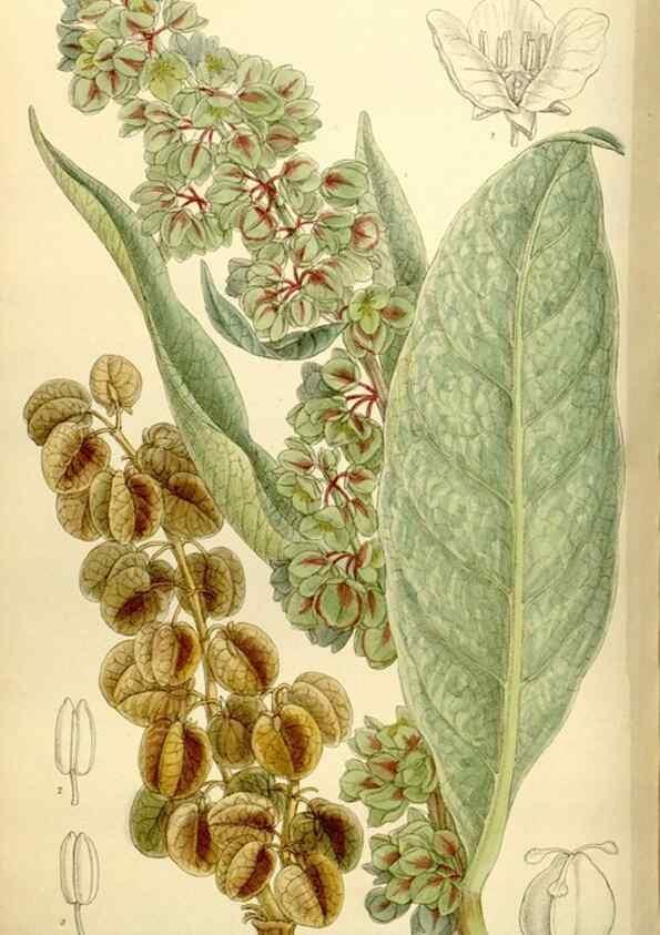 Reproducción/Reproduction 34628763693: Curtis's botanical magazine.. London ; New York [etc.] :Academic Press [etc.]